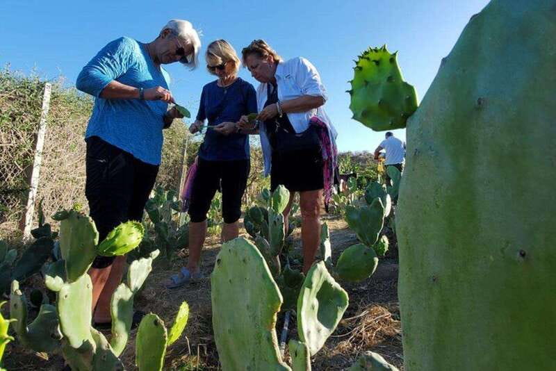 Los Cabos: Azteca Cactus Taco Farm to Table Cooking Class - Harvest Class: How Nopal Becomes the Star Ingredient