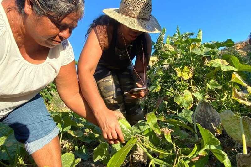 Los Cabos: Azteca Cactus Taco Farm to Table Cooking Class - The Natural Beach Walk: Plants, Animals, and Ancient Connections