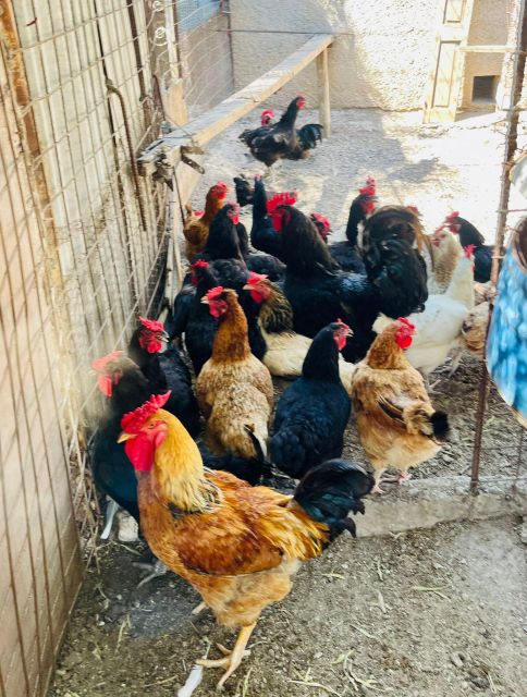 Melanes: Naxos Perivoli Farm & Cooking Class with Wood Fire - Cooking on a wood fire: hands-on dishes you’ll actually want to make again