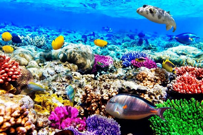 Mnemba Dolphin Tour, Clear Kayak, Cooking Class, Horse Riding - Stop 1: Mnemba Island Atoll snorkeling with gear and guidance