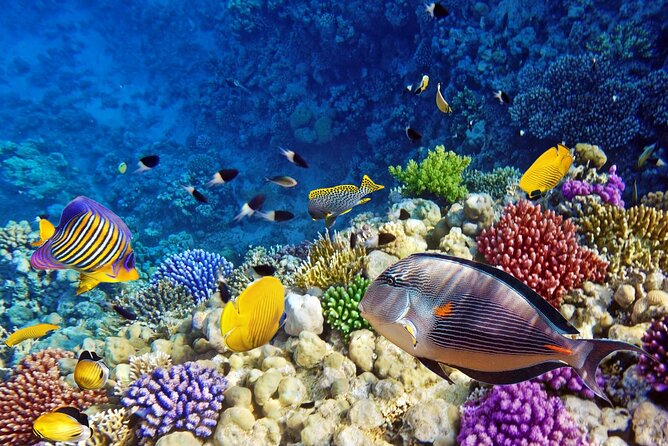 Mnemba Dolphin Tour, Clear Kayak, Cooking Class, Horse Riding - Morning pickup: comfort, languages, and a realistic timeline