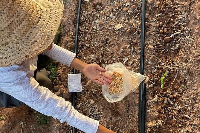 Moroccan Cooking Class and Eco-Farm Visit - Full day - Shared Lunch: Eating Like a Moroccan Household