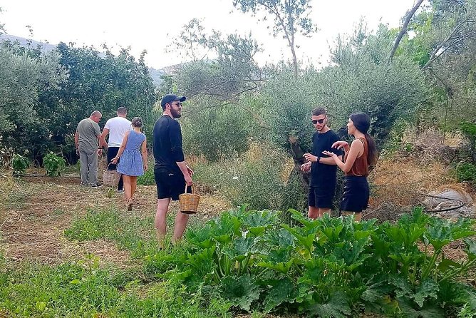 Naxos:Half-day cooking class at Basiliko - Tour the Farm, Then Pick Ingredients for Dinner