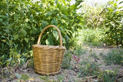 Naxos: Half-Day Cooking Class at Basiliko Family Tavern - Your 4-hour flow: garden walk, cooking stations, and the village stroll