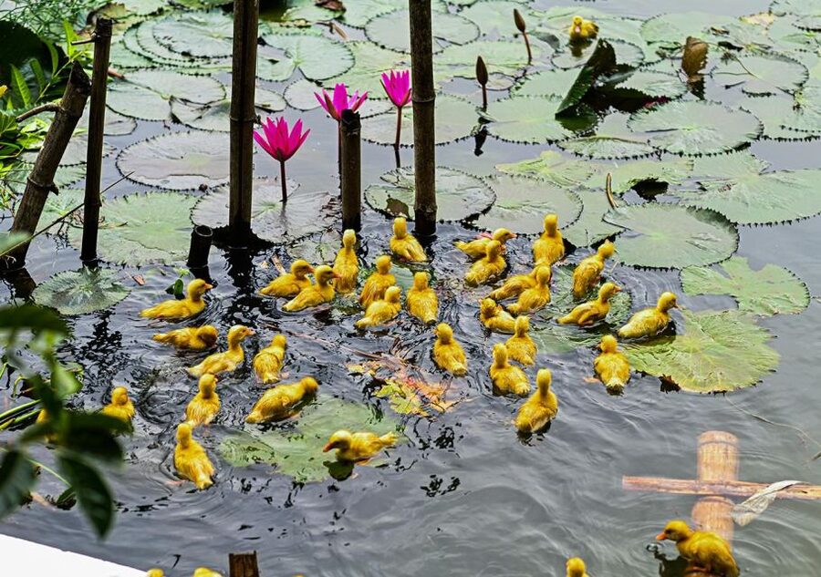 Ninh Binh cooking class at Buffalo Cave - Price and value: what $25 actually buys you
