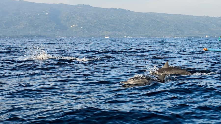 North Bali:Sunrise Dolphin Watching&CookingClass experience - The Menu You’ll Cook: From Nasi Campur to Gado-Gado