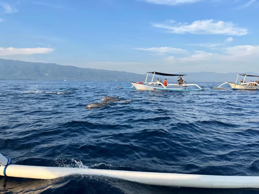 North Bali:Sunrise Dolphin Watching&CookingClass experience - Who This Tour Fits Best (and Who Should Skip It)