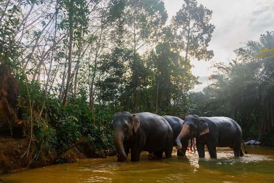 Phuket: Elephant Sanctuary Tour, Cooking Class & Lunch - What to Bring and How to Stay Comfortable