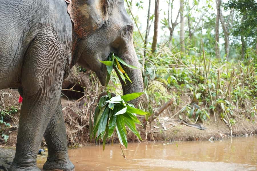 Phuket: Elephant Sanctuary Tour, Cooking Class & Lunch - River Bathing and Mud-Time Viewing: Comfort for the Elephants, Clear Views for You