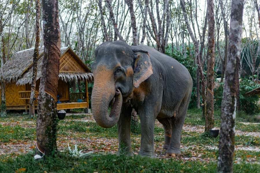 Phuket: Elephant Sanctuary Tour, Cooking Class & Lunch - Sai Rung Waterfall: A Short Reset With a Real-World Water-Level Catch