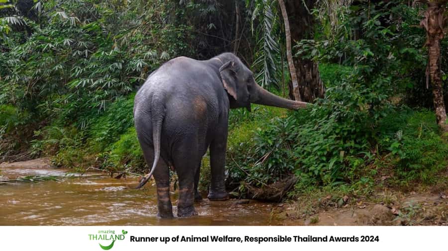 Phuket: Elephant Sanctuary Tour, Cooking Class & Lunch - Which Guides You Might Meet: Tony, Sai, Paul, and More