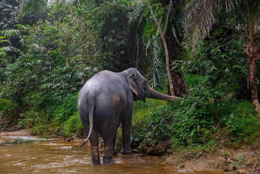 Phuket: Elephant Sanctuary Tour, Cooking Class & Lunch - Price and Value: Is $102 Worth It?