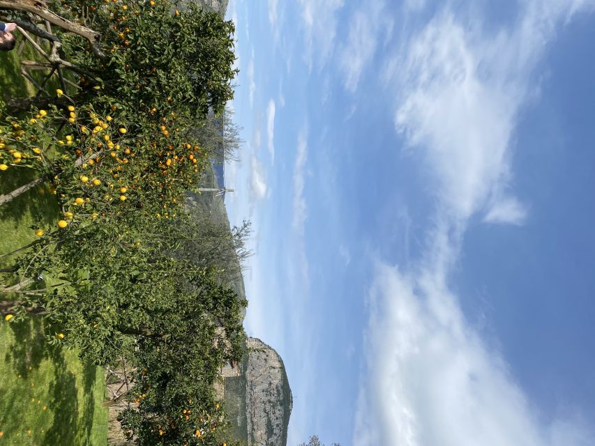 Piano di Sorrento: Cooking Class with Food Tasting and Wine - Lunch under citrus trees: what you eat with the wine