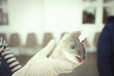 Private Mediterranean Fish Cooking Workshop with Irena - What you’ll cook: from seabass prep to raw fish safety