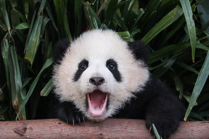 Private Panda Tour with Cooking Class One-day Trip - Key highlights at a glance