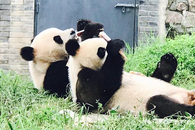 Private Panda Tour with Cooking Class One-day Trip - Chengdu Giant Panda Breeding Research Base: see infants to adults