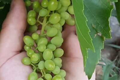 Rhodes Wine & Food Tour: 10 Meal Course Lunch, Wine Tasting, Cooking Class - Key highlights to know before you go