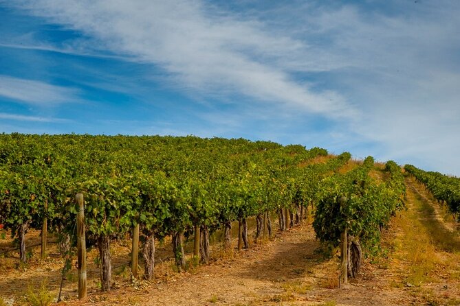 Rhodes Wine & Food Tour: 10 Meal Course Lunch, Wine Tasting, Cooking Class - Vineyard and distillery: souma and tsipouro, explained on location