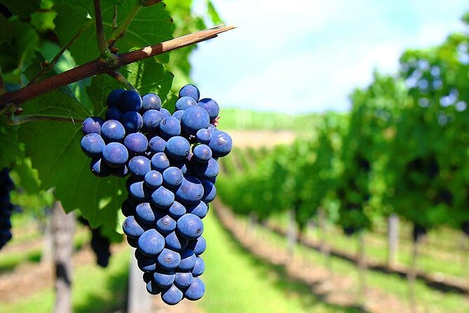 Rhodes Wine & Food Tour: 10 Meal Course Lunch, Wine Tasting, Cooking Class - The cooking class: hands-on Rhodian dishes without the stress