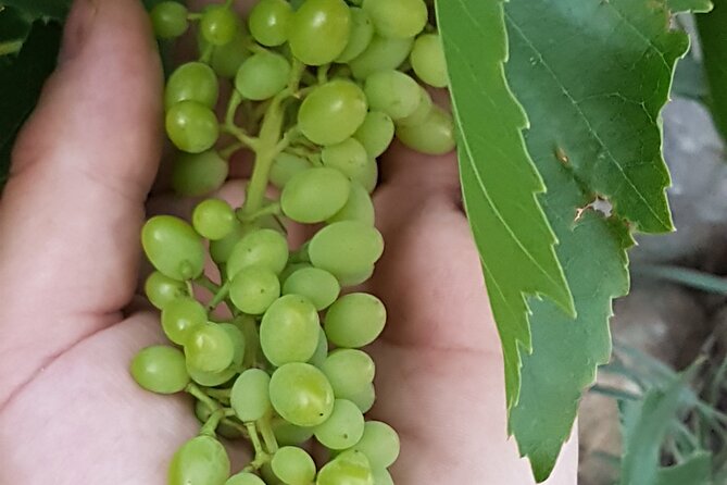 Rhodes Wine & Food Tour: 10 Meal Course Lunch, Wine Tasting, Cooking Class - Key highlights to know before you go