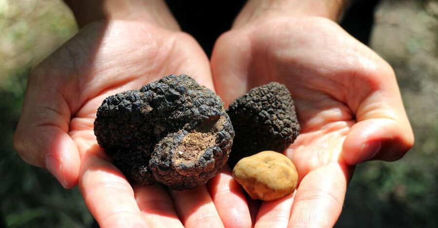 San Gimignano: Truffle Cooking Class with Wine Tasting - Key highlights you’ll care about