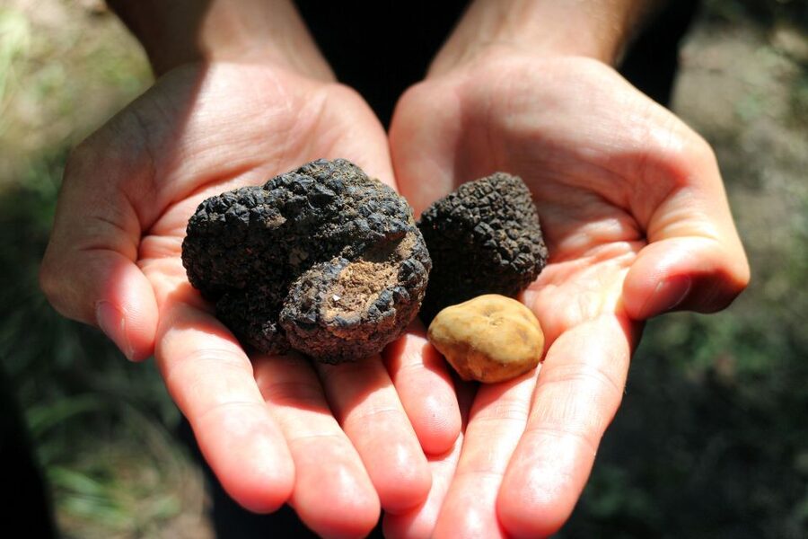San Gimignano: Truffle Cooking Class with Wine Tasting - San Gimignano truffle cooking at Tenuta Torciano: the simple pitch