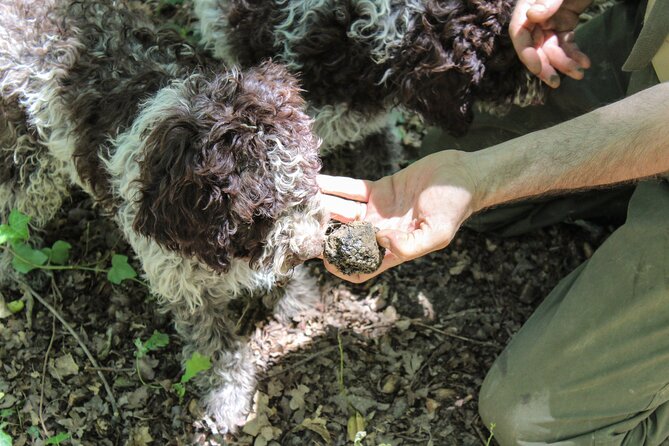 San Gimignano Truffle Hunt & Truffle Cooking Class - Timing, groups, and logistics that matter more than you think
