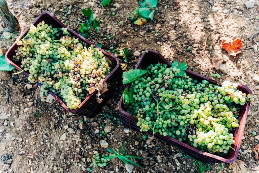 Santorini: Greek Cooking Class with Wine Tasting - Cooking class basics: what you’ll make (and eat) in one sitting
