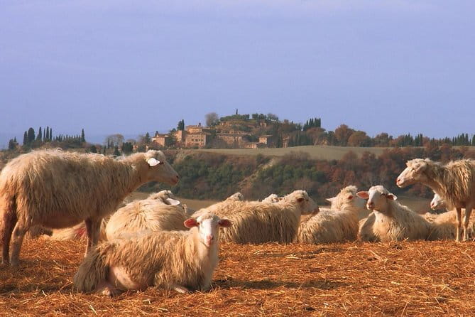 Semi-Private Gluten-Free Cooking Class in Florence - What You’ll Cook: Gluten-Free Pasta Basics Plus Tuscan Favorites