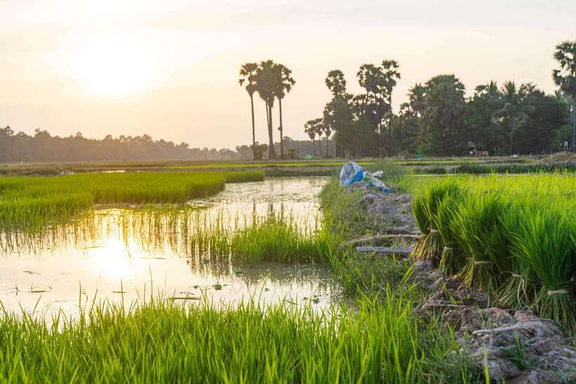 Siem Reap: Afternoon Cooking Class & Village Tour - Price and value: is $35 a fair deal for four hours?