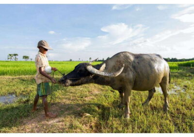 Siem Reap: Afternoon Cooking Class & Village Tour - Afternoon timing and the 3:00 pm pickup routine