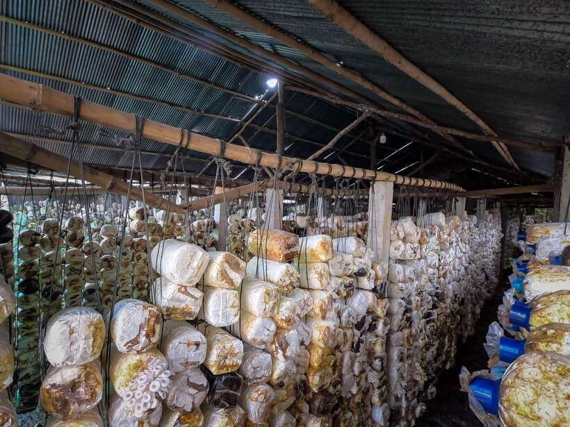 Siem Reap: Afternoon Cooking Class & Village Tour - Vegetable and marsh mushroom farms: the ingredient hunt you’ll actually use