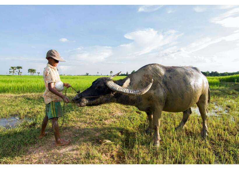 Siem Reap: Afternoon Cooking Class & Village Tour - Afternoon timing and the 3:00 pm pickup routine