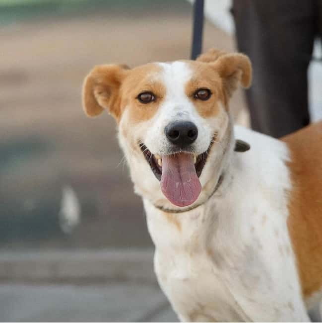 Skiathos: Dog Shelter Visit, Hike & Cooking Class with Lunch - Maria’s Cooking Class: Learn the Method, Then Eat the Results