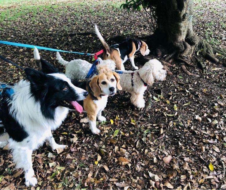 Skiathos: Dog Shelter Visit, Hike & Cooking Class with Lunch - How the Schedule Feels in Real Life (Pickup, Groups, and Pace)