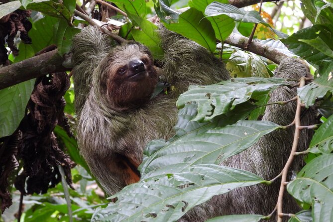 Sloth Tour in La Fortuna and Tortillas Cooking Class - Tortilla cooking class: make it, then eat what you made
