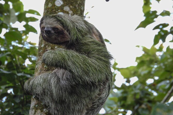 Sloth Tour in La Fortuna and Tortillas Cooking Class - Weather and animal behavior: what rain changes (and what it doesn’t)