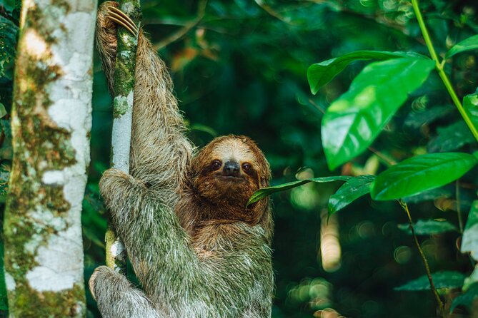 Sloth Tour in La Fortuna and Tortillas Cooking Class - How the scope changes your photos (and your patience)