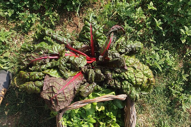 Slowlife Family Farm- Cook with us From Garden to Table Syracuse - Off-Grid Living: What 18 Years of Practice Looks Like