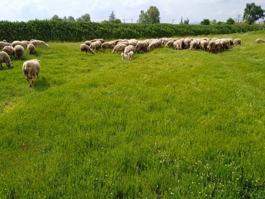 Thessaloniki:Greek Cooking Class and Meal at a Farm A - How Much It Costs (and Why It Can Still Be Good Value)