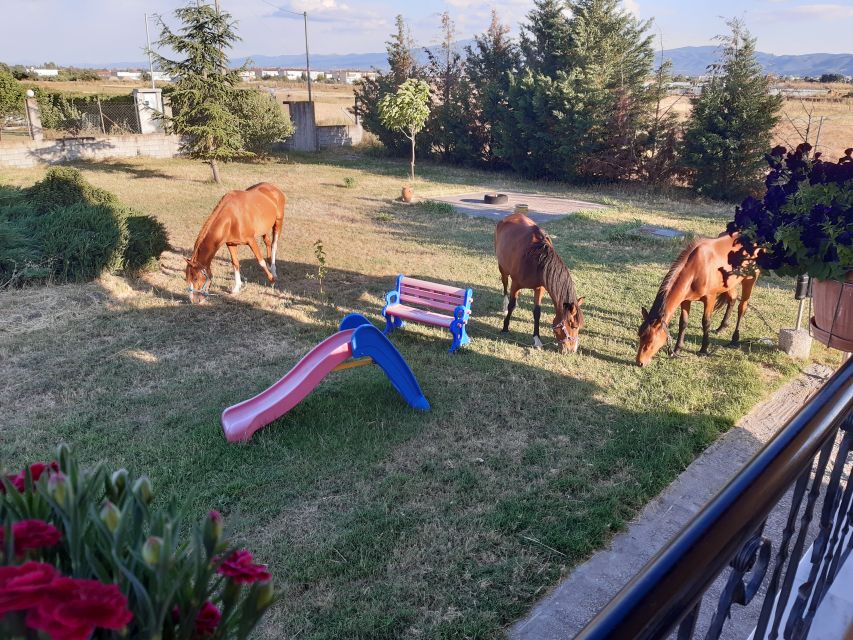 Thessaloniki:Greek Cooking Class and Meal at a Farm A - Booking Notes That Actually Matter