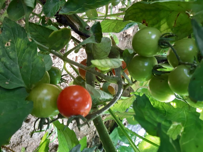 Thessaloniki: Private Greek Cooking Class and Meal at a Farm - Cooking on a family schedule: what the lessons actually feel like