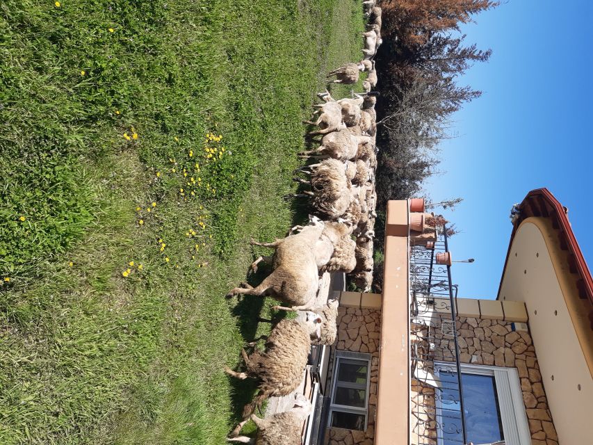 Thessaloniki: Private Greek Cooking Class and Meal at a Farm - Who this suits best (and who should think twice)