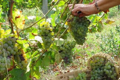 Traditional Cooking Class, Farm Tour & Lunch in the Douro Valley - The 11:00 Start and the Porto-to-Farm Reality Check