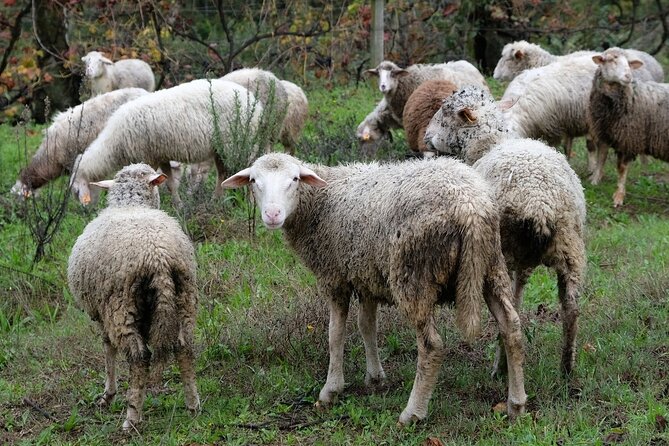 Traditional Cooking Class, Farm Tour & Lunch in the Douro Valley - Sustainability and Resilience You Can Taste (and Hear)