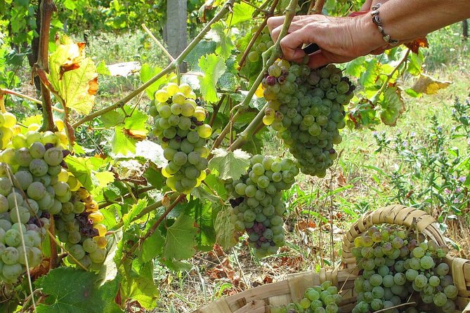Traditional Cooking Class, Farm Tour & Lunch in the Douro Valley - The 11:00 Start and the Porto-to-Farm Reality Check
