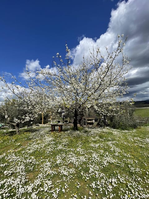 Truffle hunting in Chianti with pasta cooking class & lunch - Timing and Logistics: How to Keep the Day from Getting Complicated
