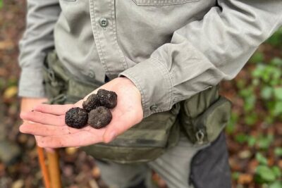 Truffle Hunting, Lunch & Cooking Class in Rome's Countryside - Pickup at Ottaviano metro: why this matters for your day