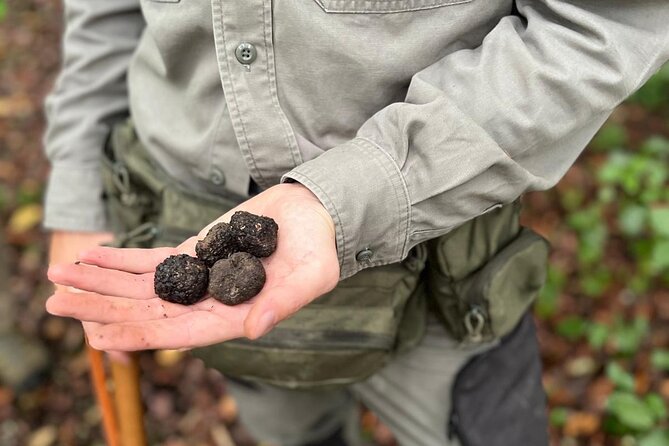 Truffle Hunting, Lunch & Cooking Class in Rome's Countryside - Pickup at Ottaviano metro: why this matters for your day