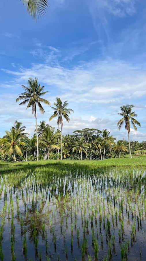Ubud: Balinese Cooking Class, Rice Field & Market Tour - A morning in Ubud that makes Balinese food make sense